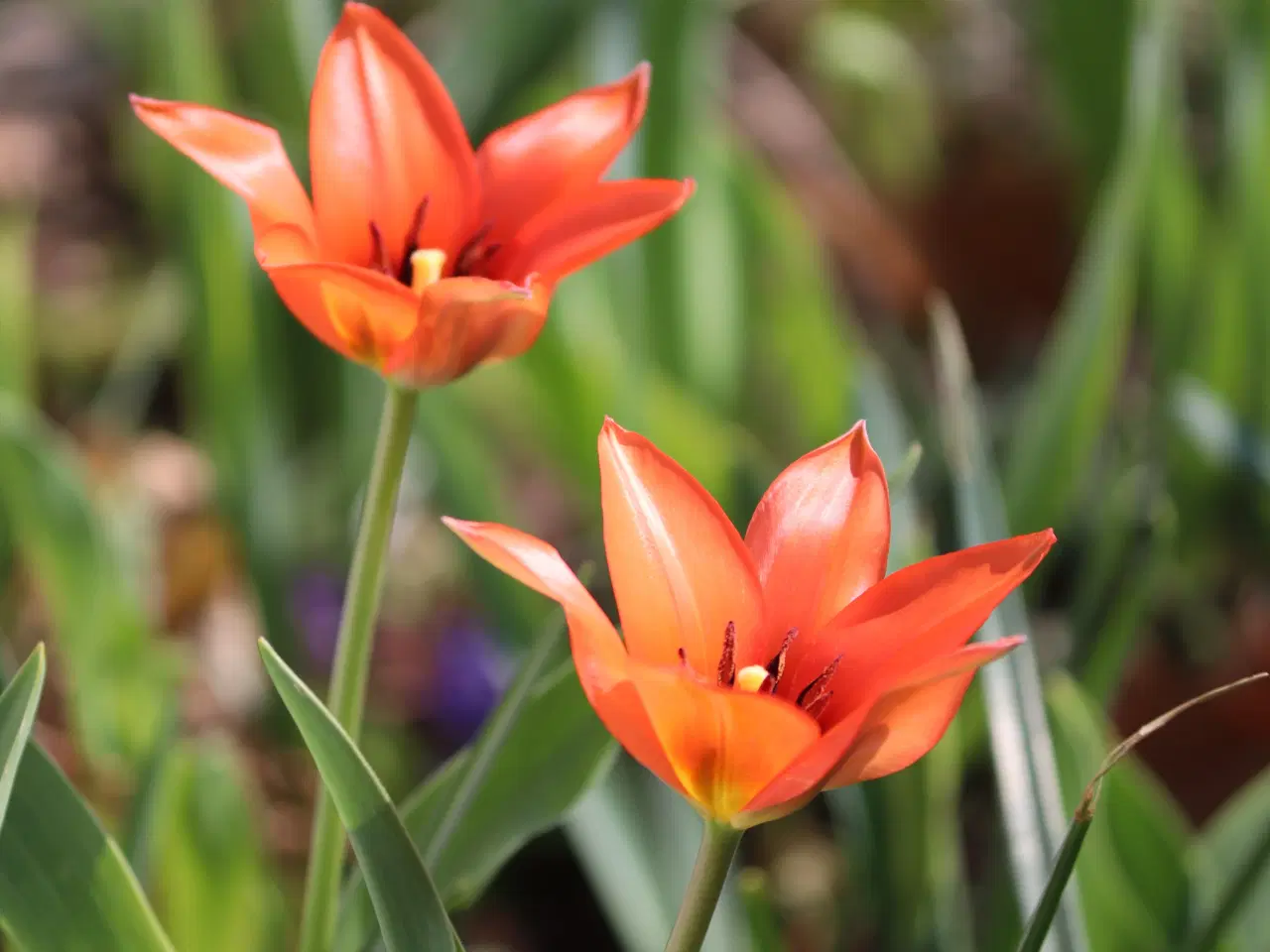 Billede 2 - Botaniske Tulipaner Mix - Tulipanløg