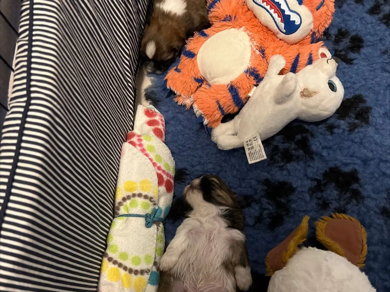 Billede 2 - Shihzhuer 5 drenge og en pige