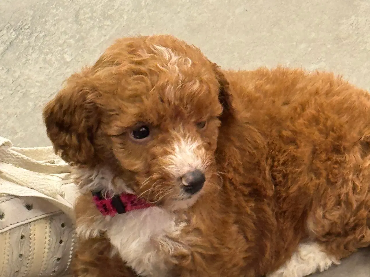 Billede 11 - 🐾✨ Skønne Maltipoo hvalpe klar til deres nye fami