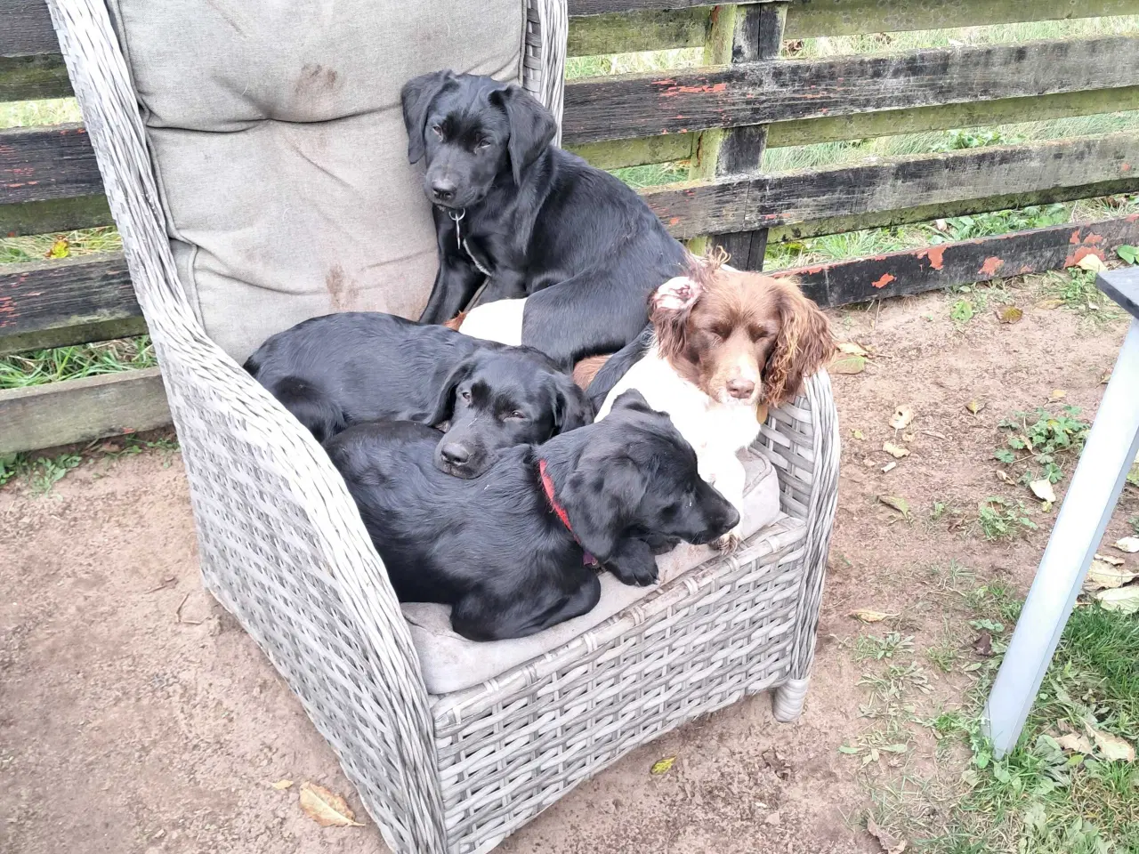 Billede 7 - Springador hvalpe