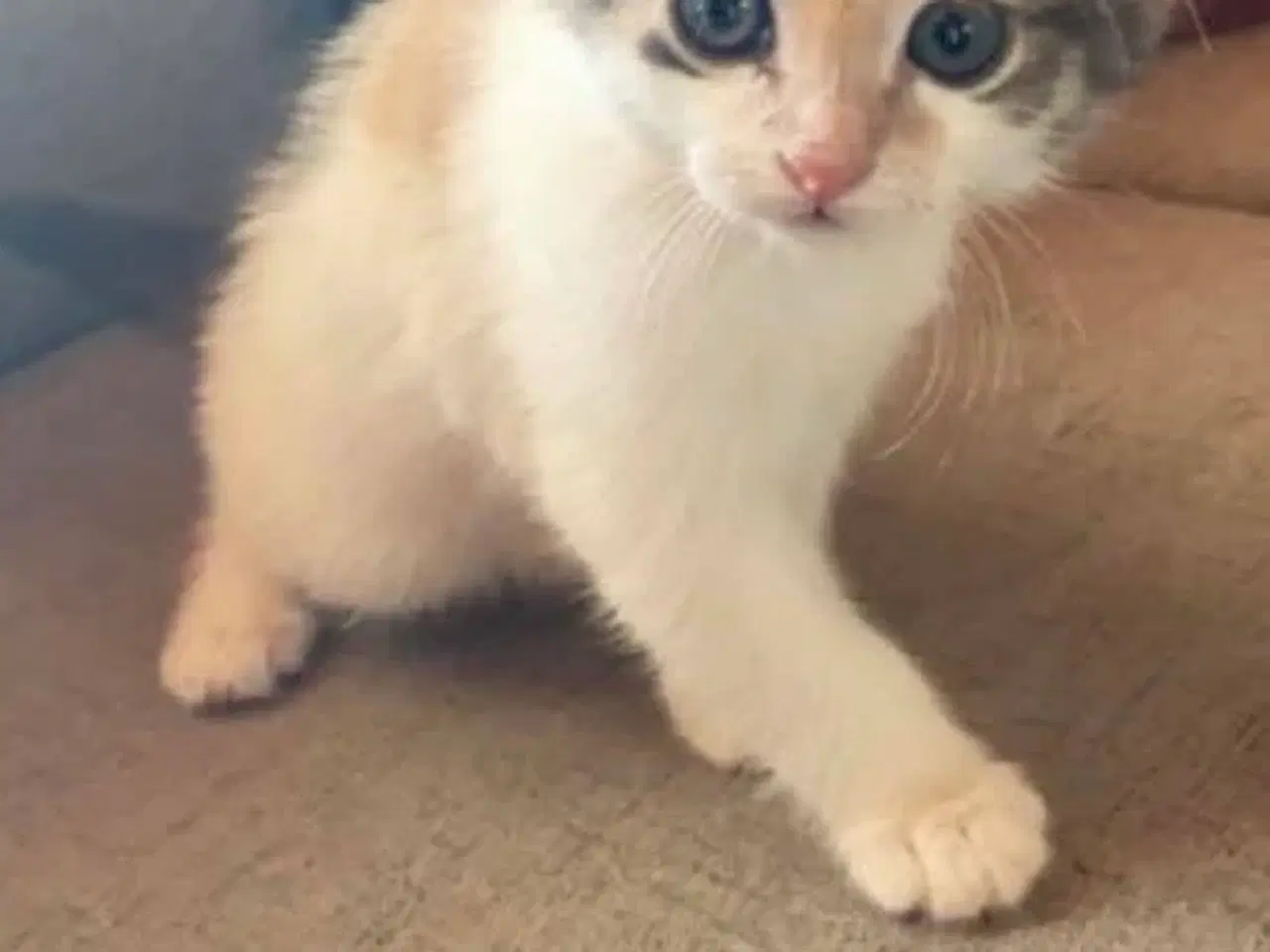 Billede 6 - 3 killinger