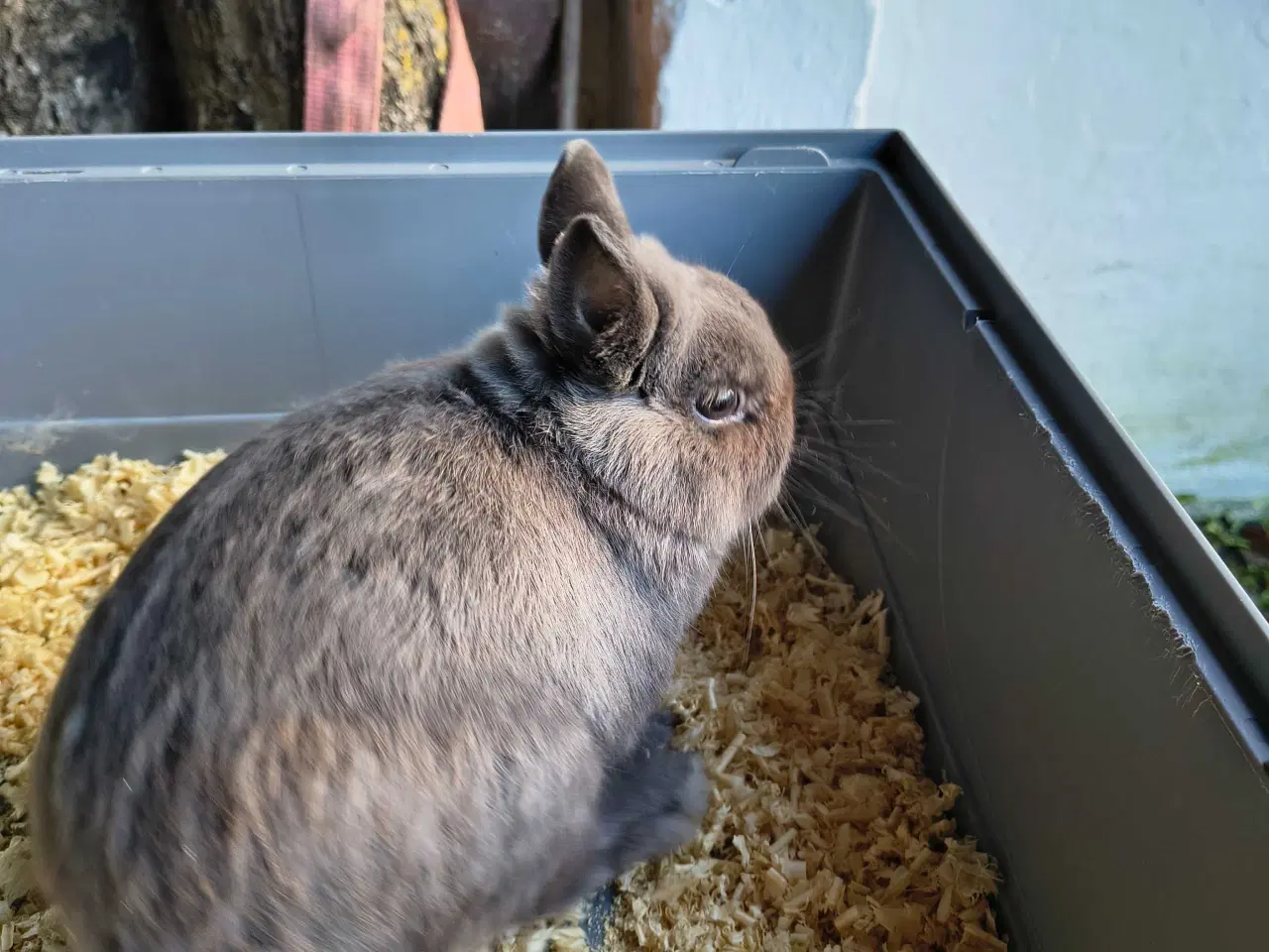 Billede 6 - Hermelin Zobel Blå 