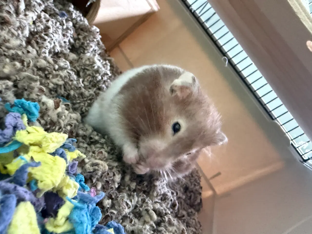 Billede 1 - Hamster med bur og tilbehør
