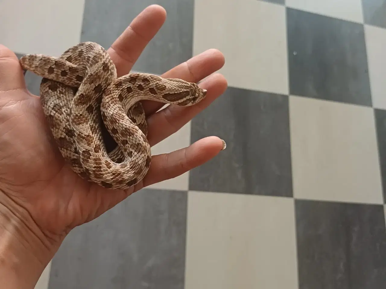 Billede 4 - Slanger sælges 