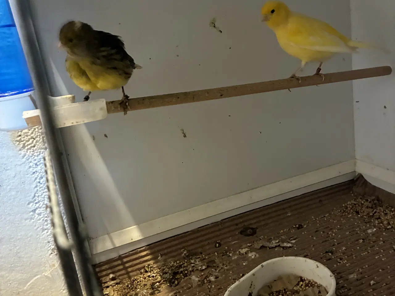 Billede 2 - Fiffe kanarier