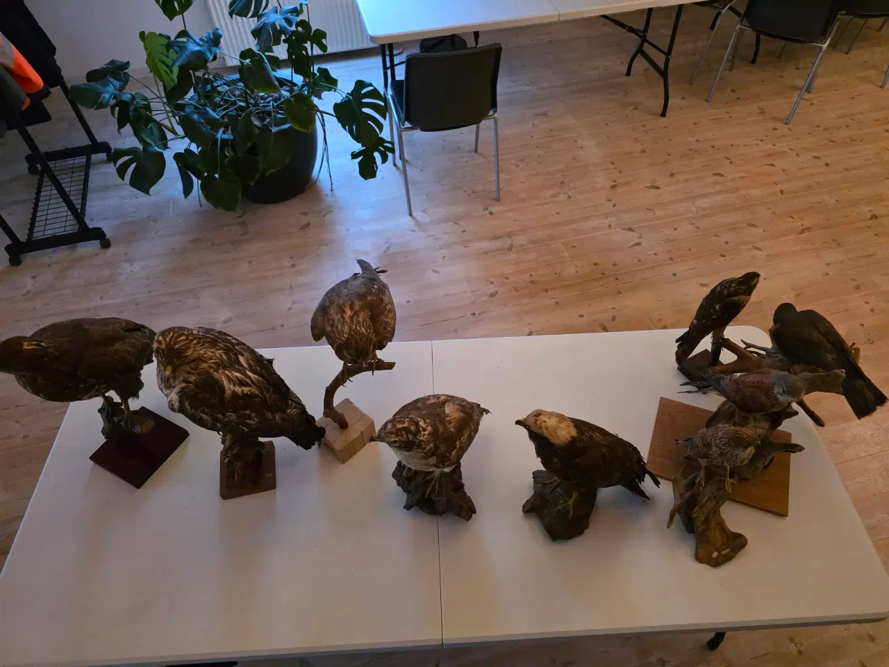 Billede 1 - Rovfugle, sælges samlet eller hver for sig