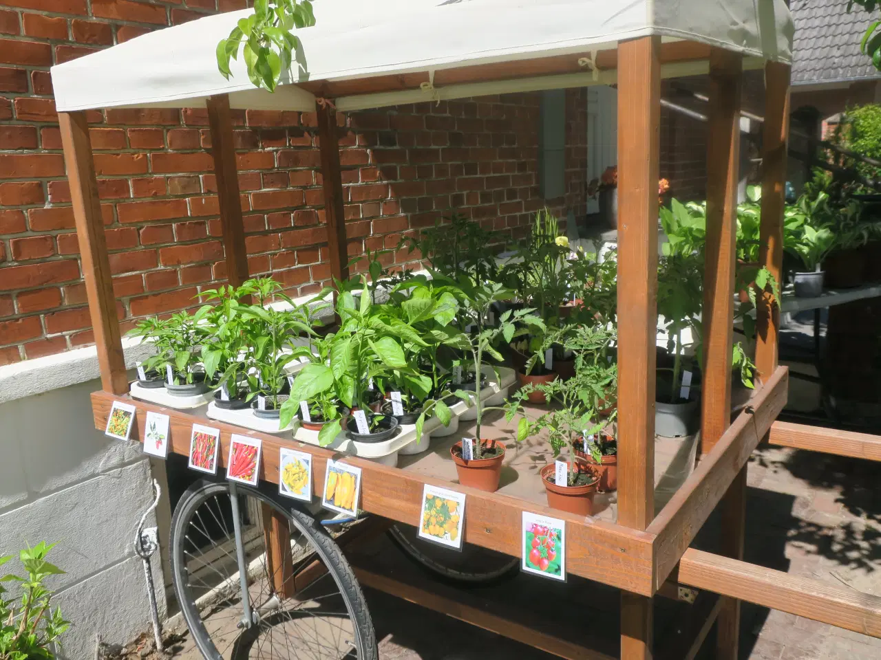 Billede 1 - Tomatplanter chili peberfrugt hosta stauder