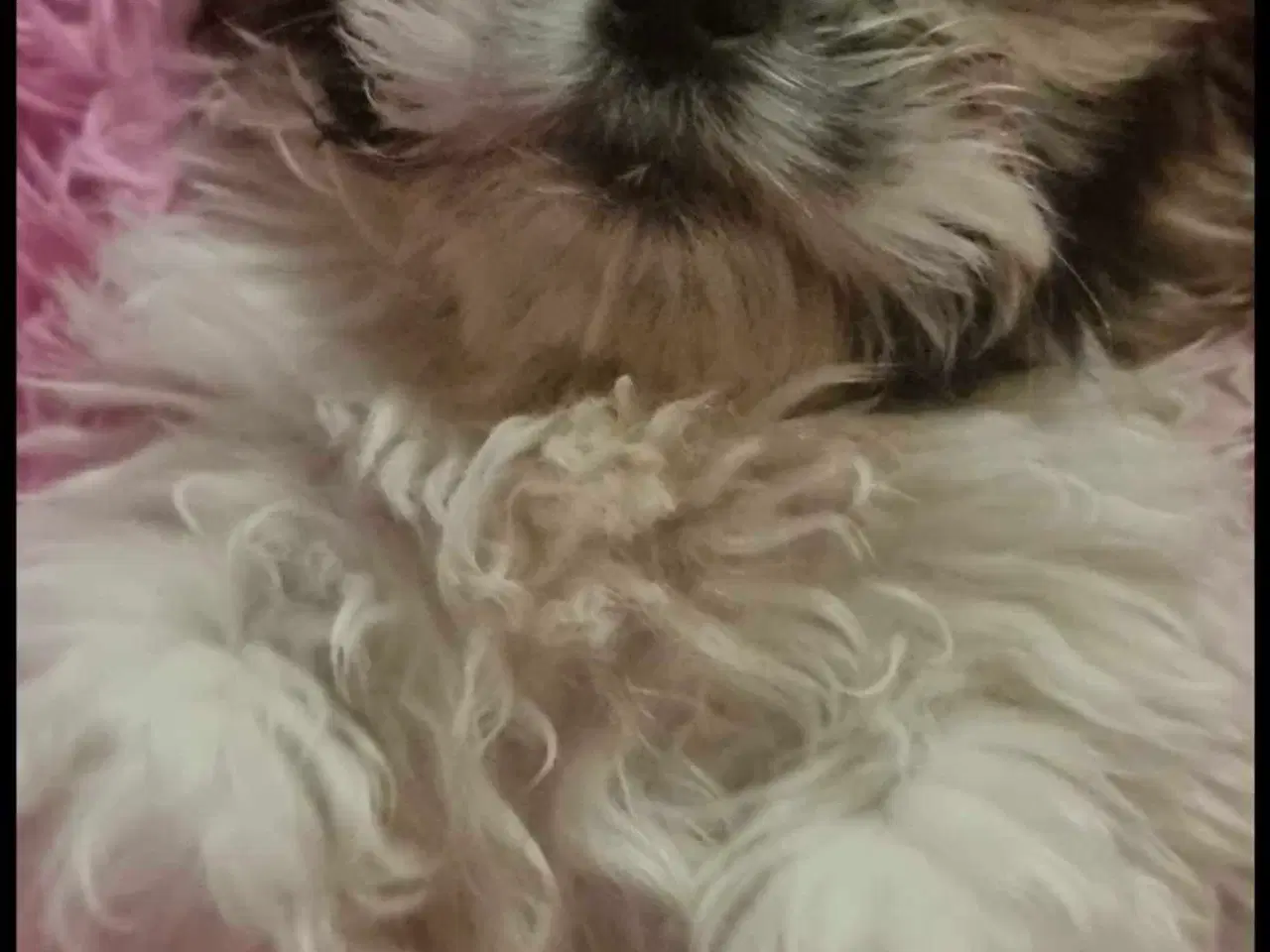 Billede 7 - Smuk dreng tilbyder parring