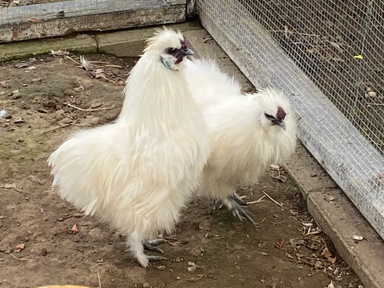 Billede 5 - Ren hvid dværgsilkehane 