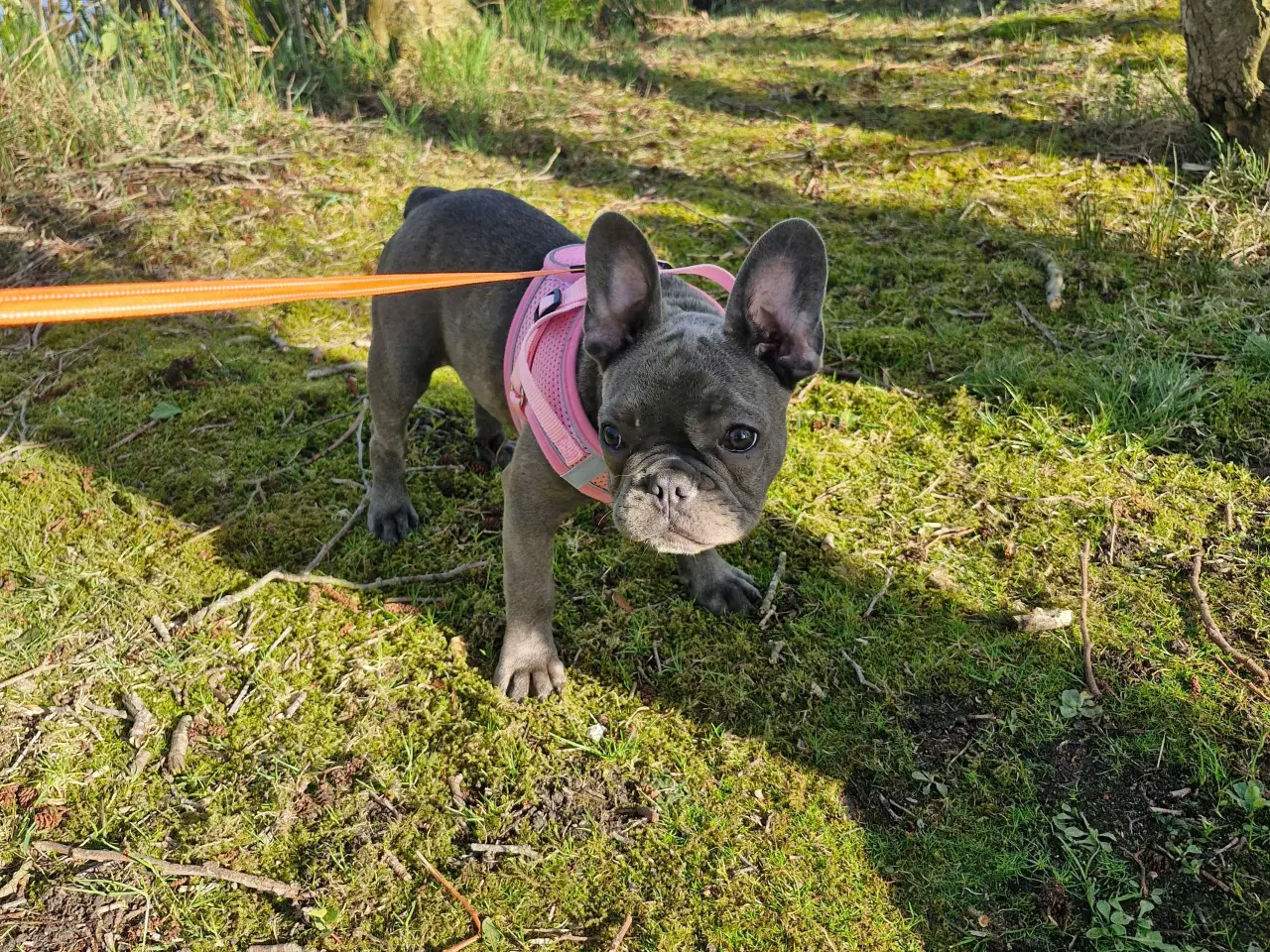 Billede 5 - Fransk bulldog 