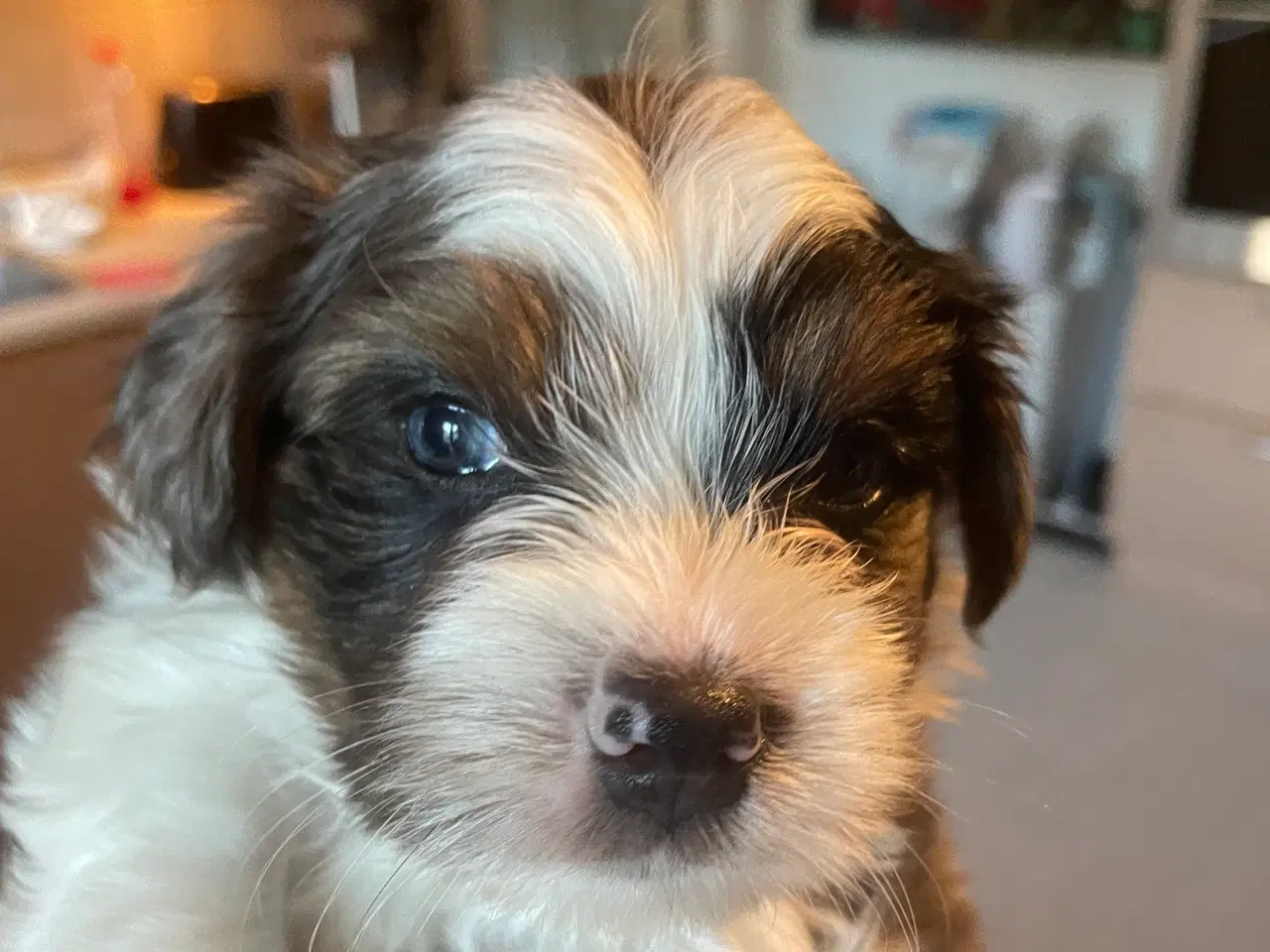 Billede 7 - Smukke dejlige Biewer terrier 