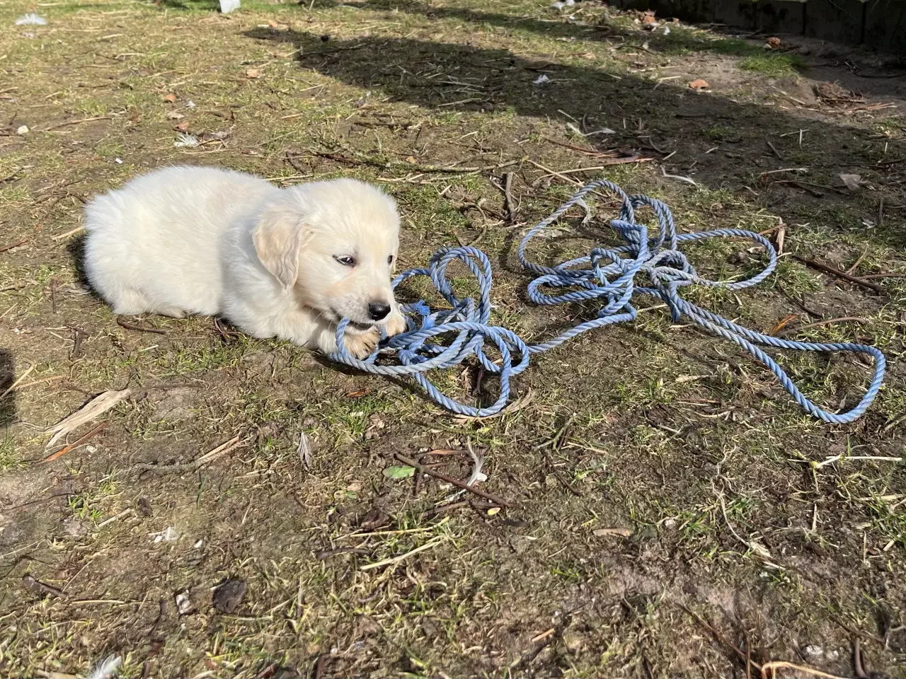 Billede 3 - 7 Golden retriever hvalpe sælges