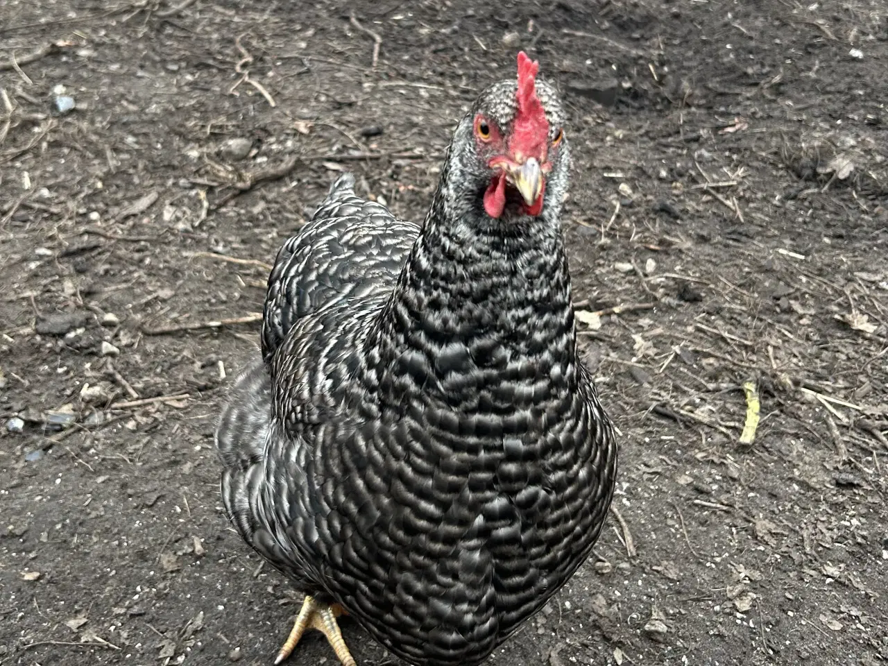 Billede 3 - To høns fra 25