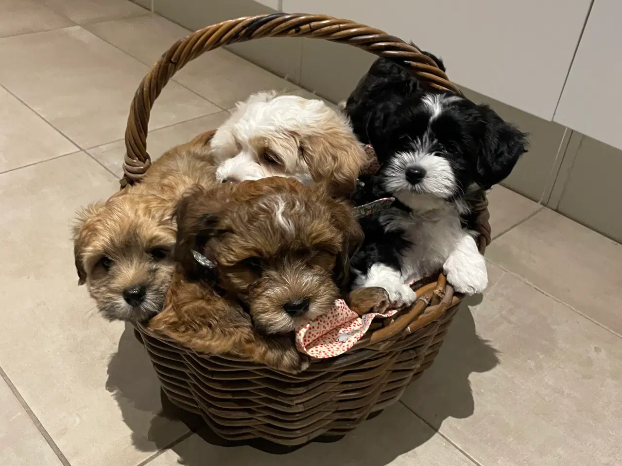 Billede 10 - Parring Bichon Havaneser 