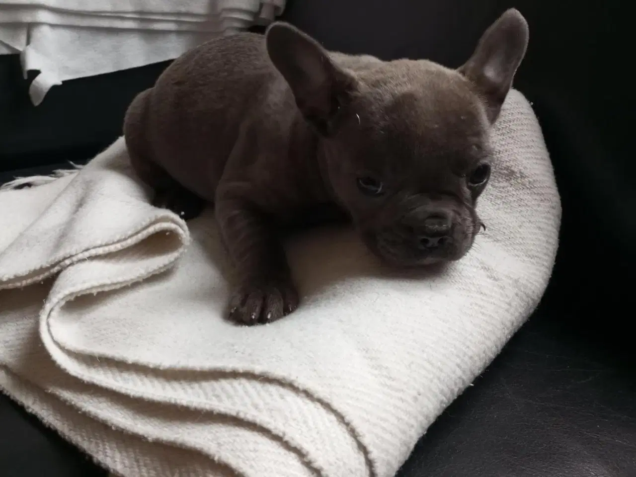 Billede 6 - Fransk Bulldog Hvalpe