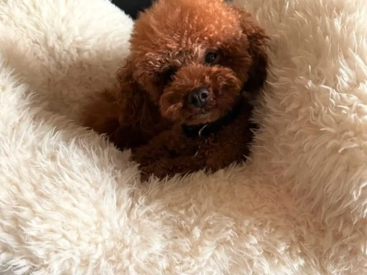 Billede 9 - Cockapoo F1B