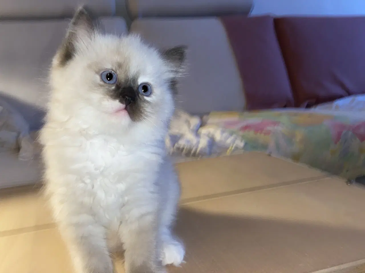 Billede 1 - Ragdoll killing med stamtavle 