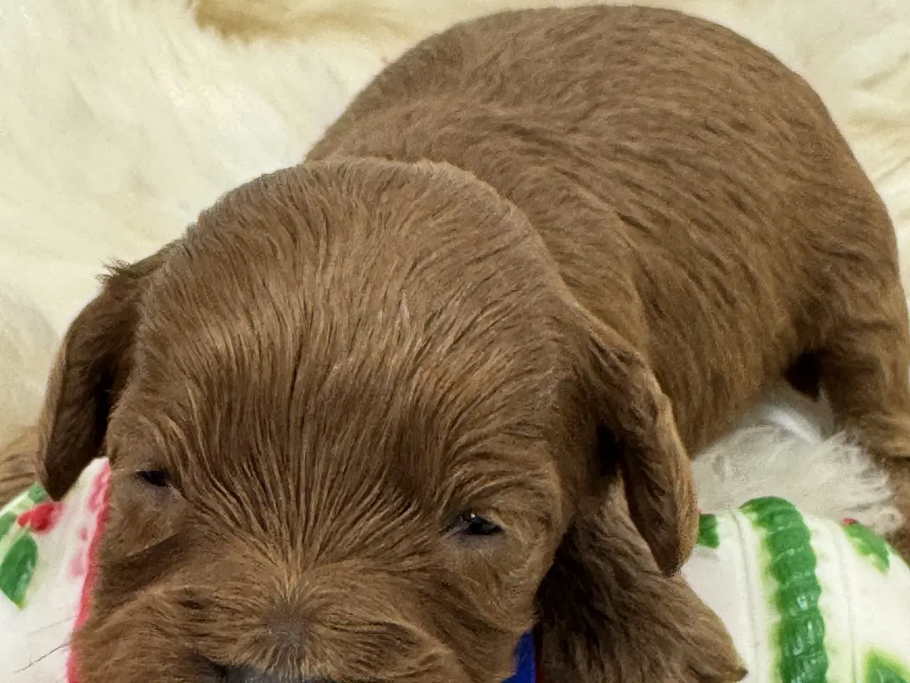 Billede 6 - Skønne Cavapoo hvalpe i det nye år 🎉