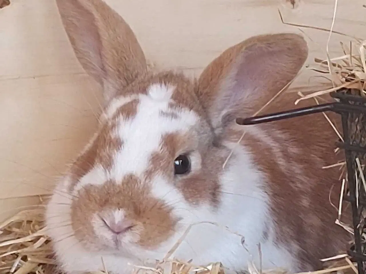 Billede 1 - Sød han dværgvædder