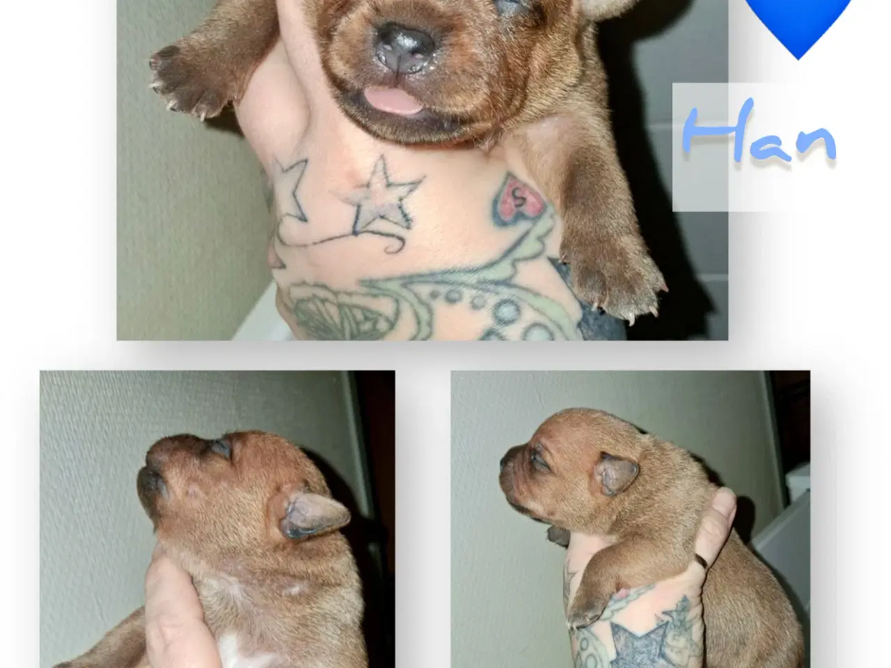 Billede 3 - Staffordshire Bull Terrier DKK