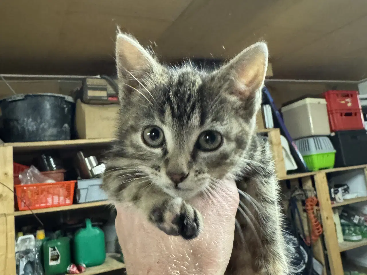 Billede 4 - Kattekillinger bortgives