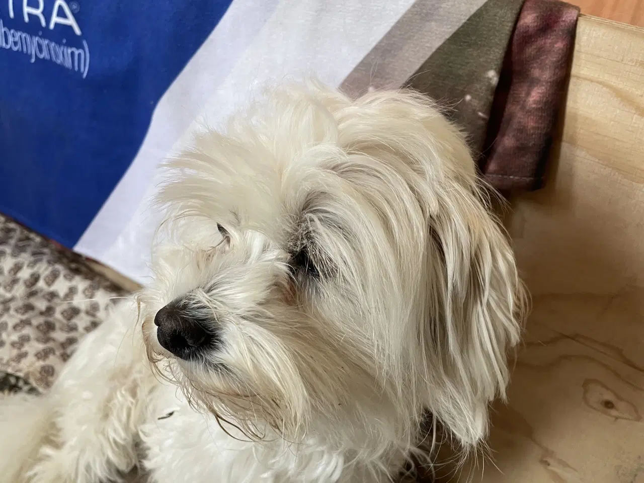 Billede 4 - 🐶Små Maltipoo hvalpe til salg🐶
