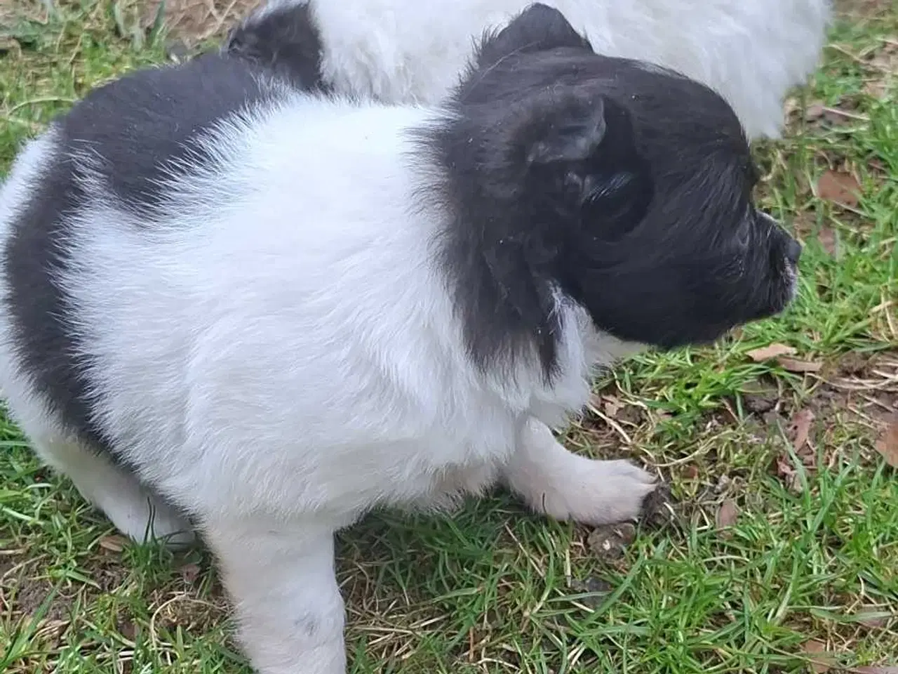 Billede 11 - Pomchi hvalpe