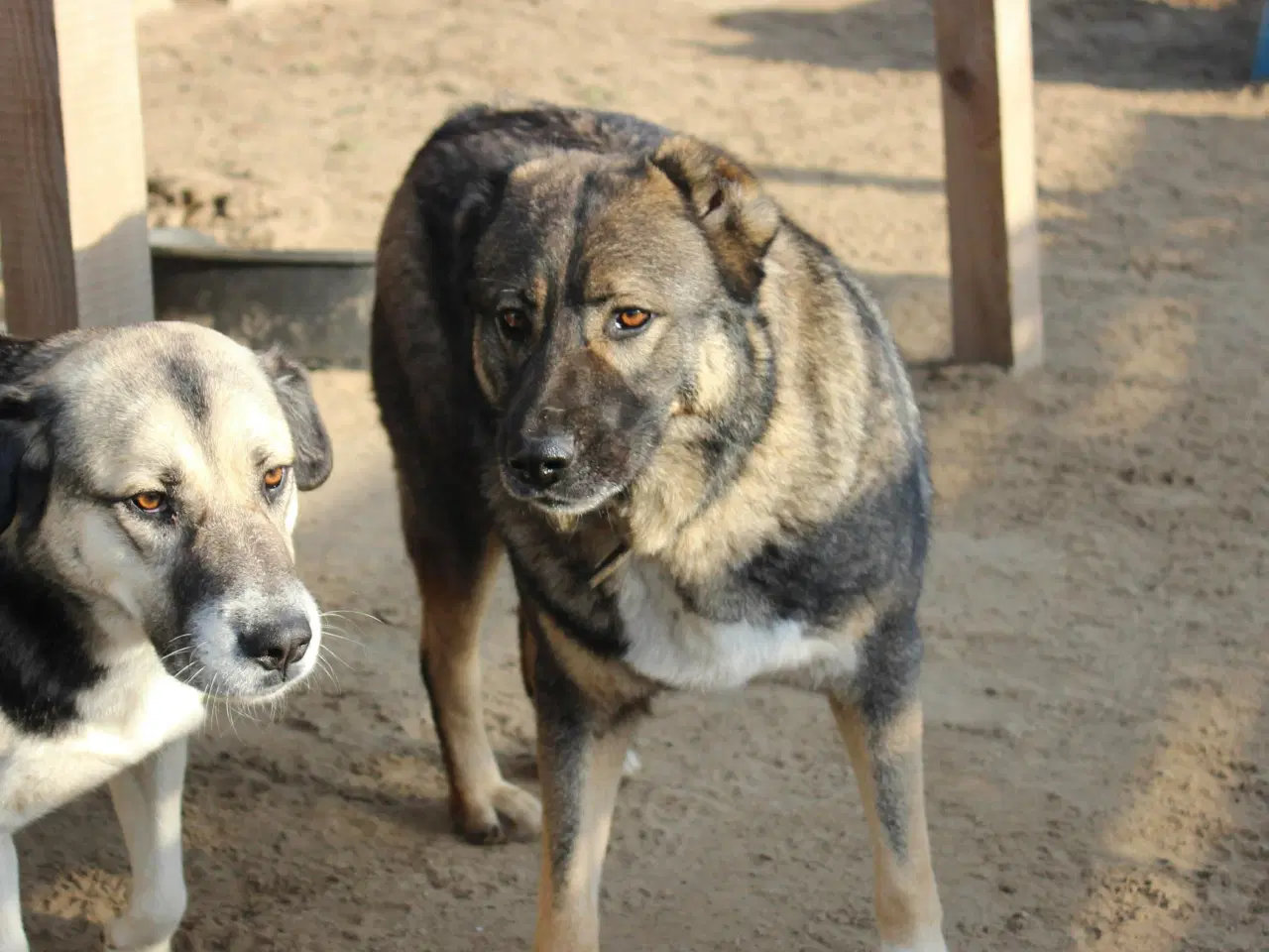 Billede 9 - Skøn bamse søger familie! 🤎