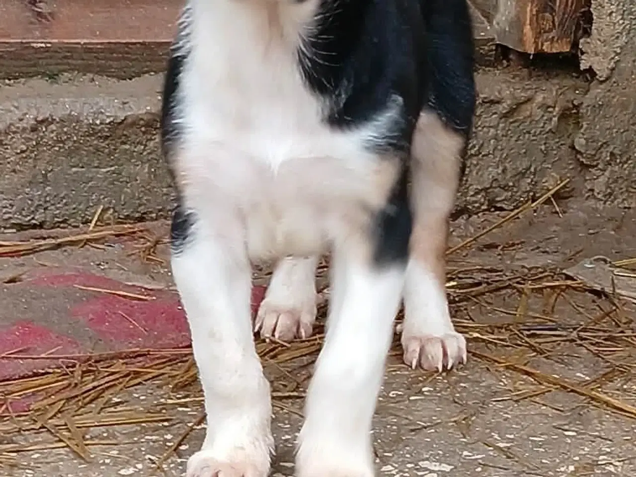 Billede 6 - Alfi leder efter sin egen familie 🩵