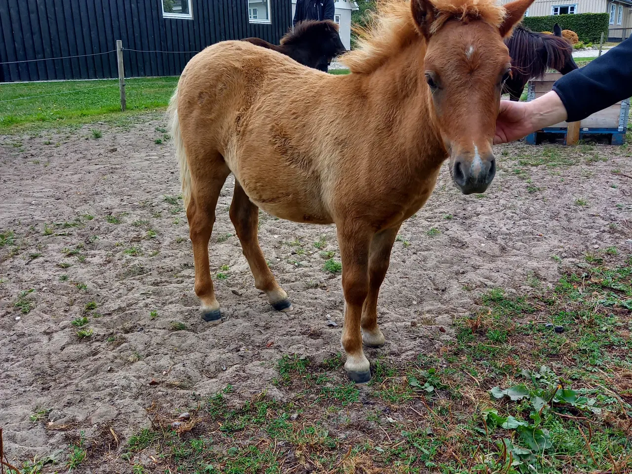 Billede 8 - 2 dejlige shetlænder føl