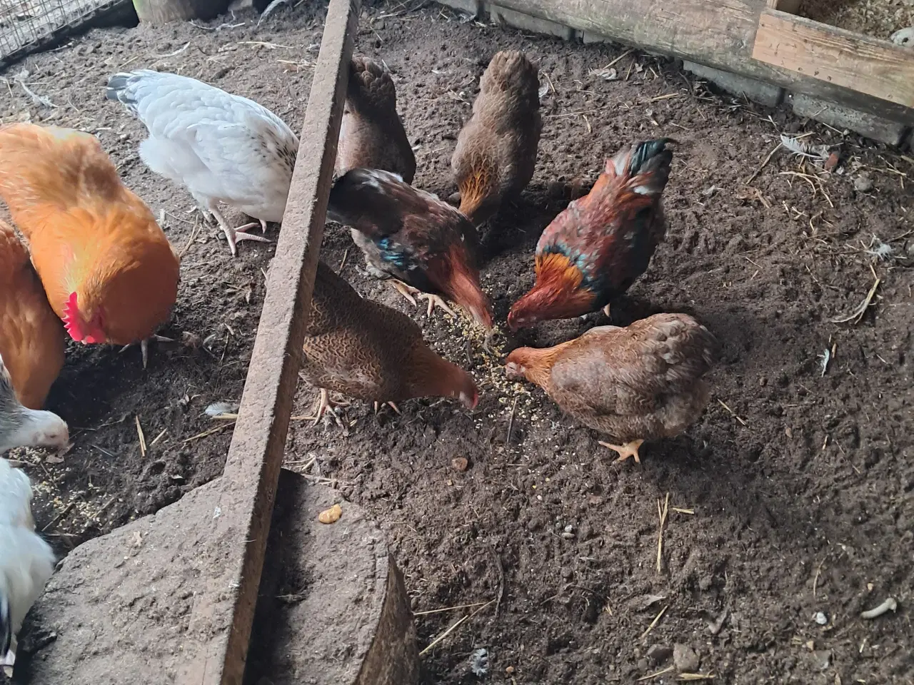 Billede 2 - Agerhøne farvet dværg wyandotter 