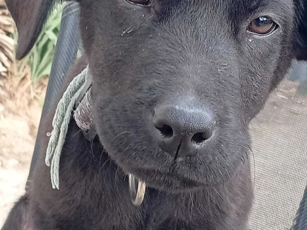 Billede 3 - Labrador Retriever.