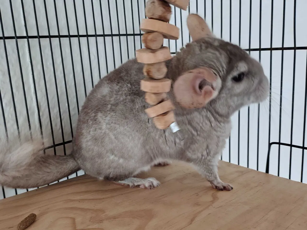 Billede 3 - Chinchilla Han (Beige)
