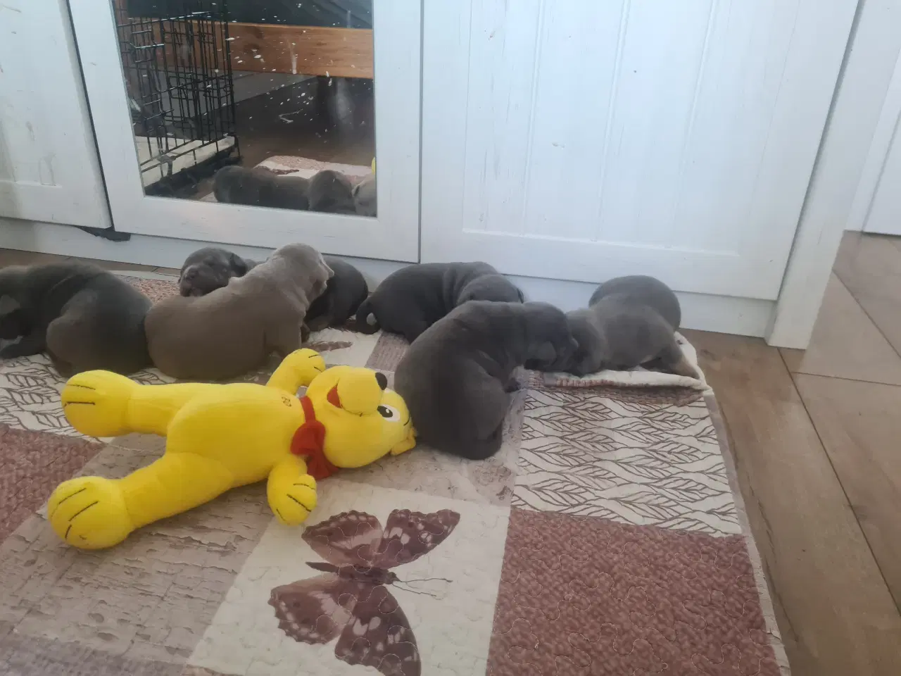 Billede 9 - American Bully Pocket - hvalpe 