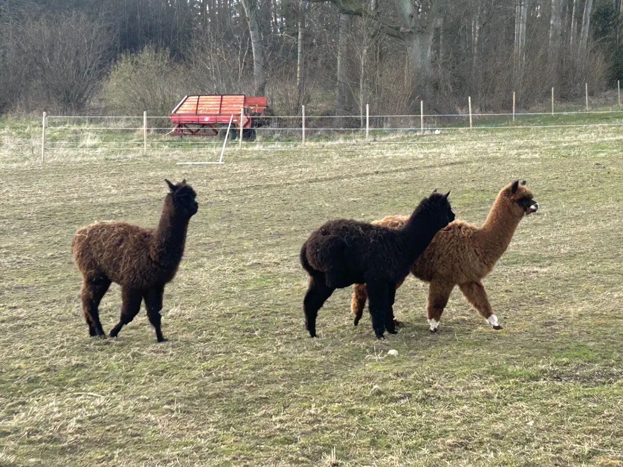 Billede 8 - Alpaca alpaka