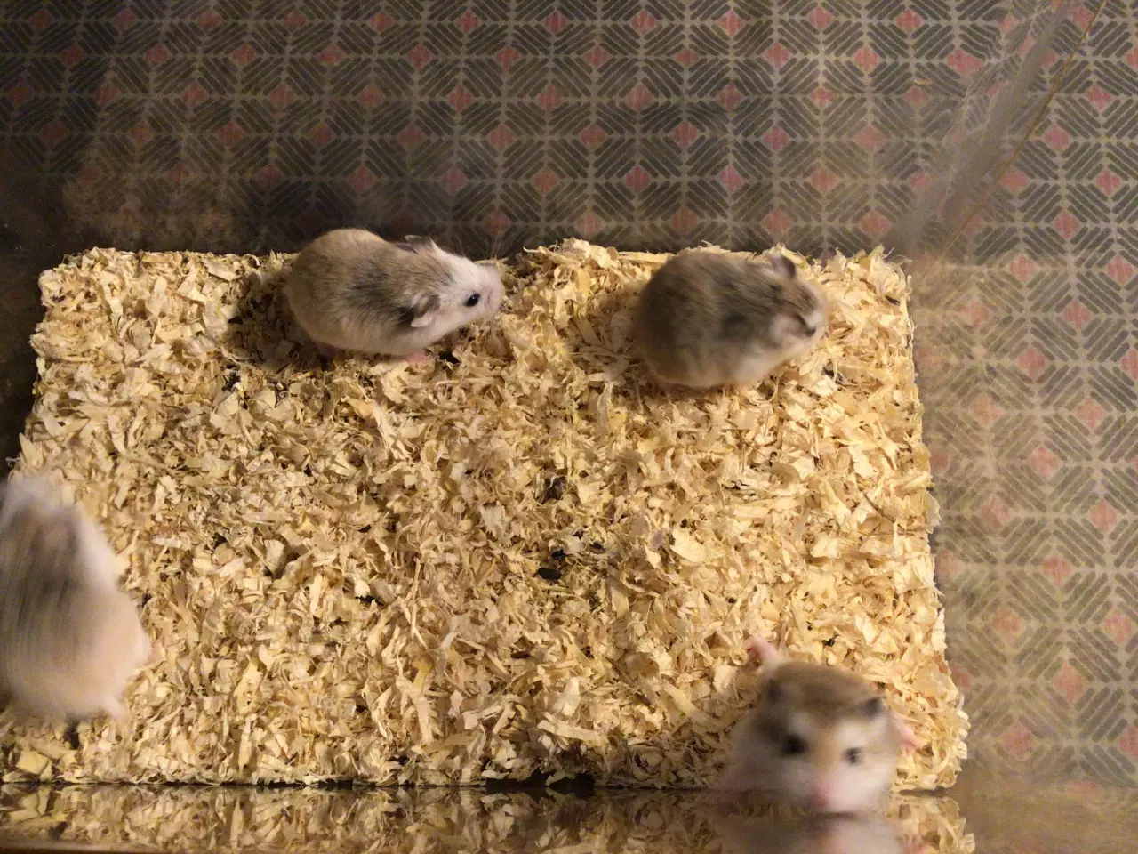 Billede 1 - Roborovski hamster