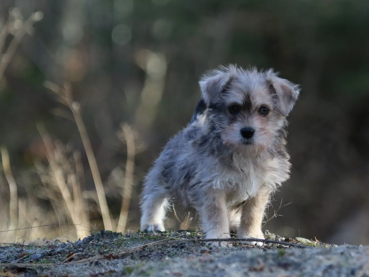 Billede 1 - Bichon havanais x cavalier king charles spaniel