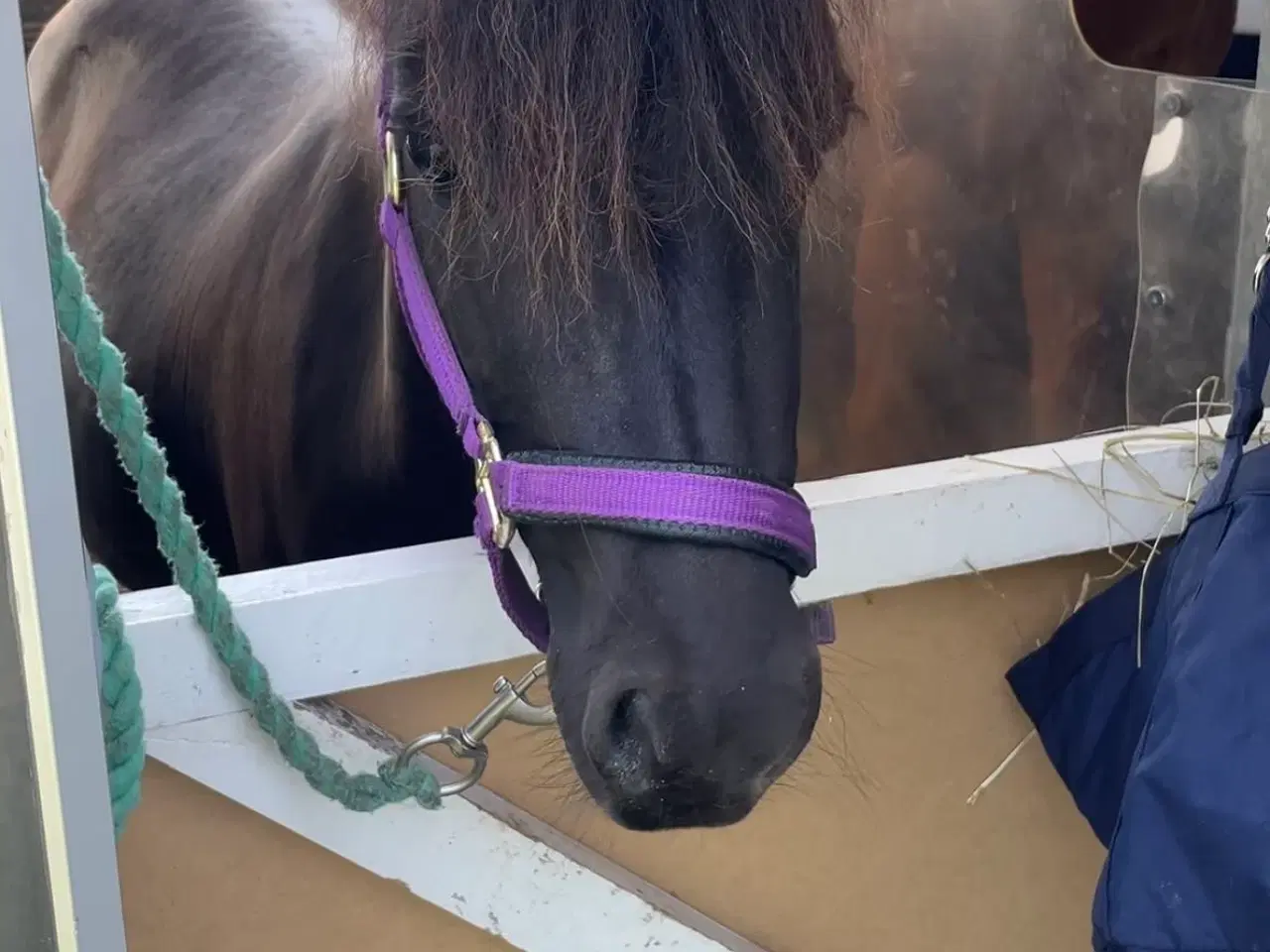 Billede 5 - Verdens sødeste pony søger nyt hjem