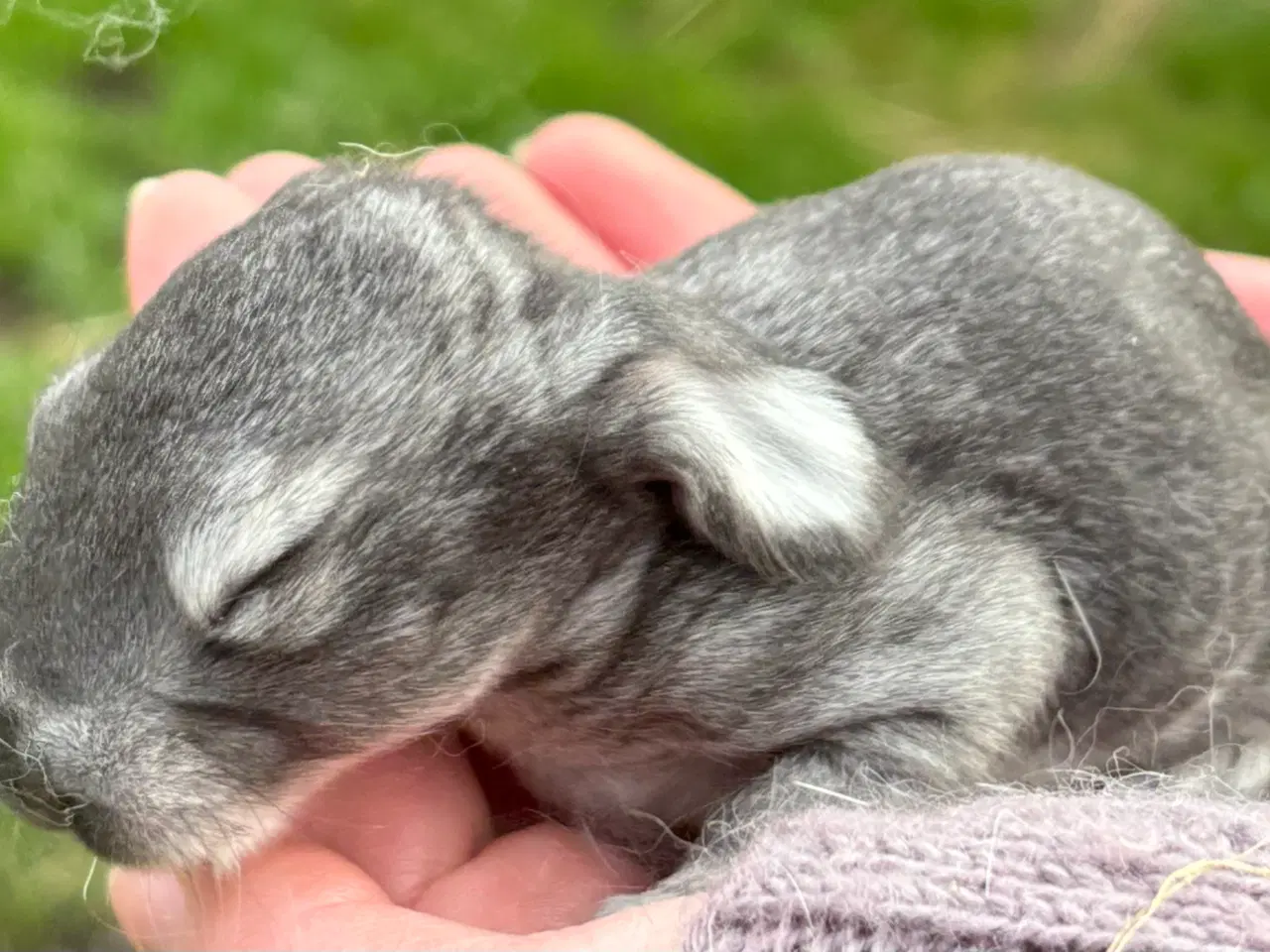 Billede 3 - FRANSK VÆDDER HUN CHINCHILLA