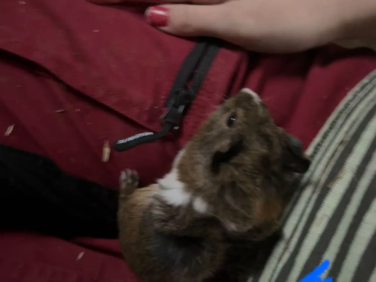 Billede 8 - Marsvin drenge unger og nesten voksne