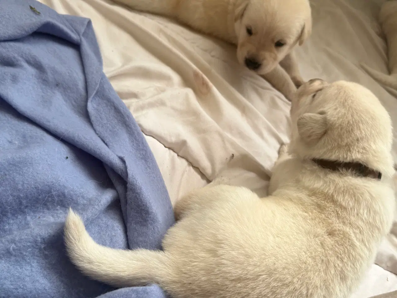 Billede 2 - En blød julegave til familien 