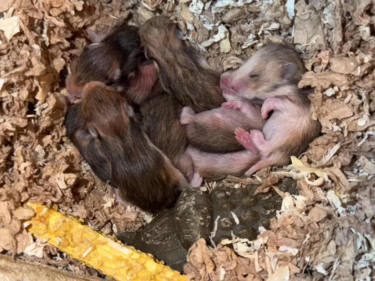 Billede 1 - Guldhamster unger