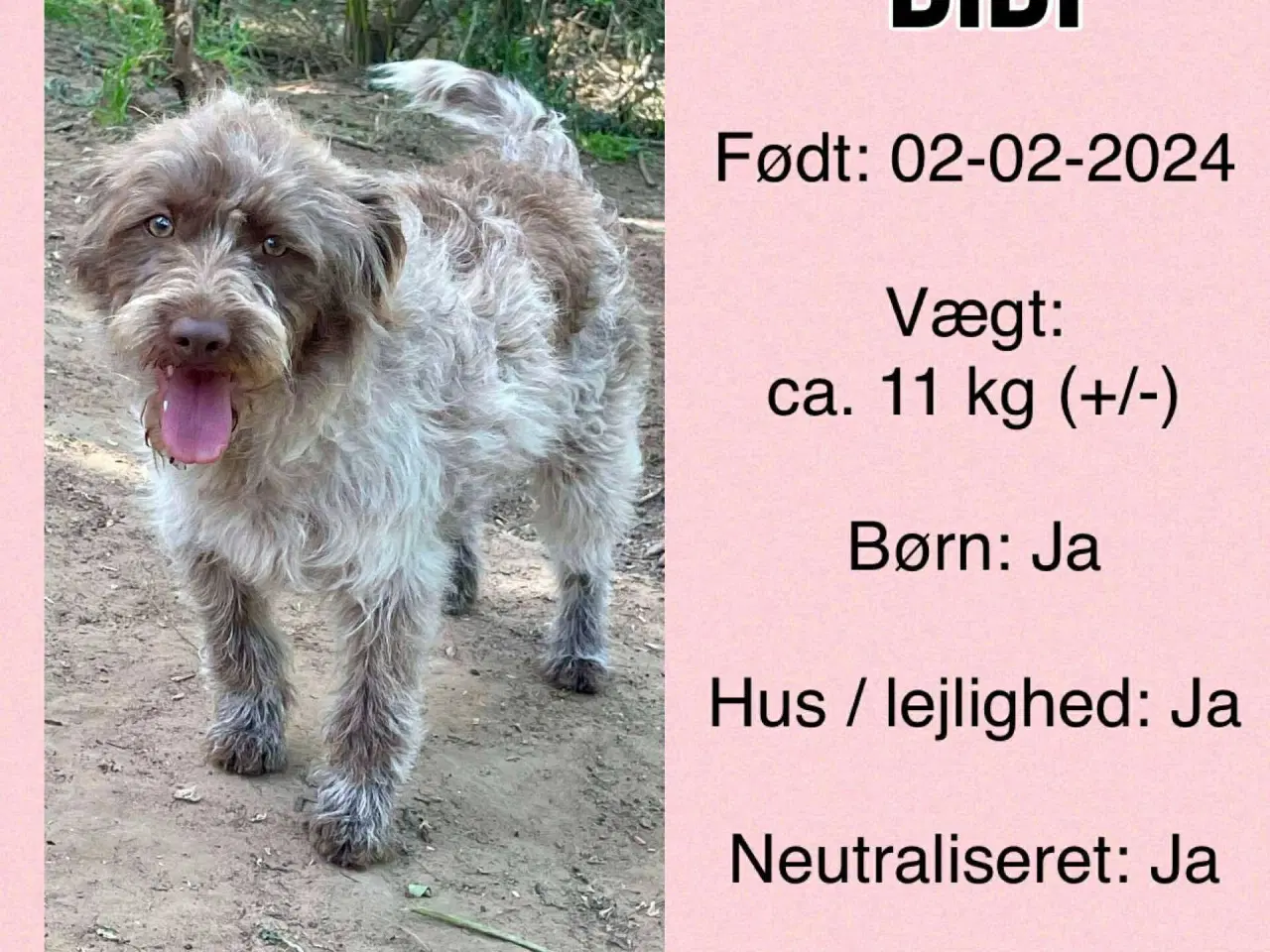 Billede 6 - Sødeste Bibi uldtot (Lagotto mix )