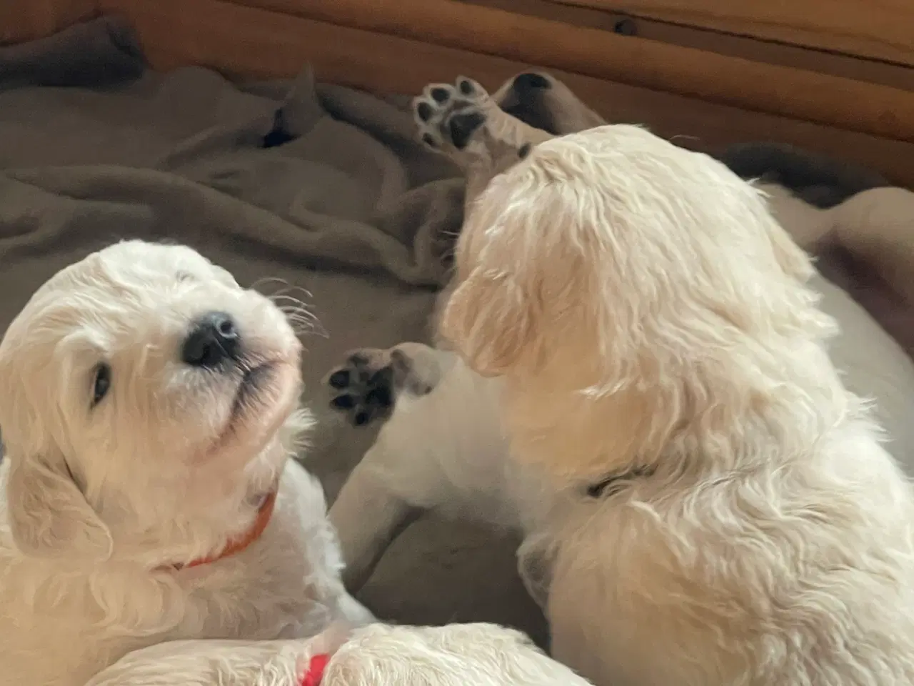 Billede 10 - Hvalpe - Goldendoodle