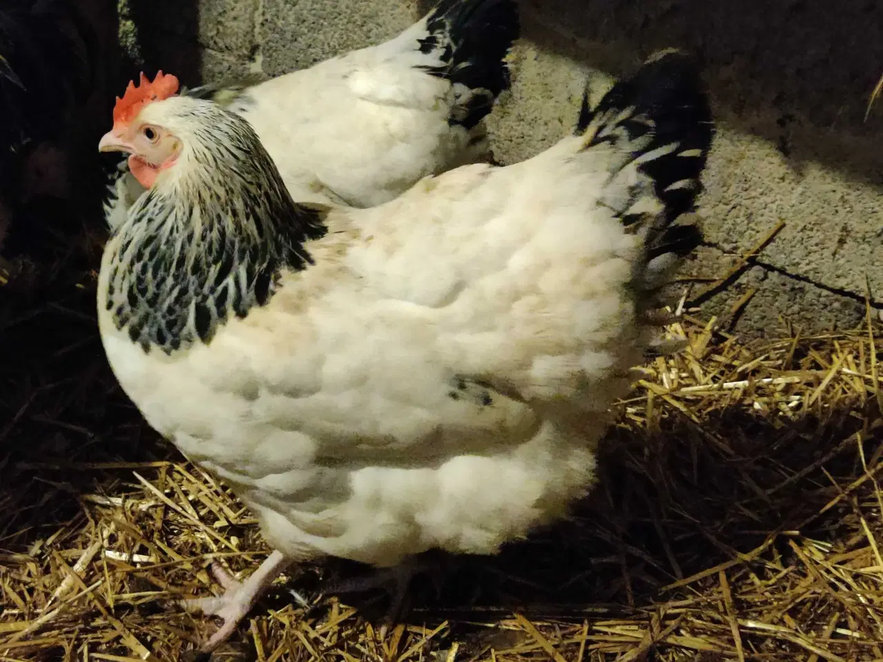 Billede 3 - Rugeæg af racerene høns 