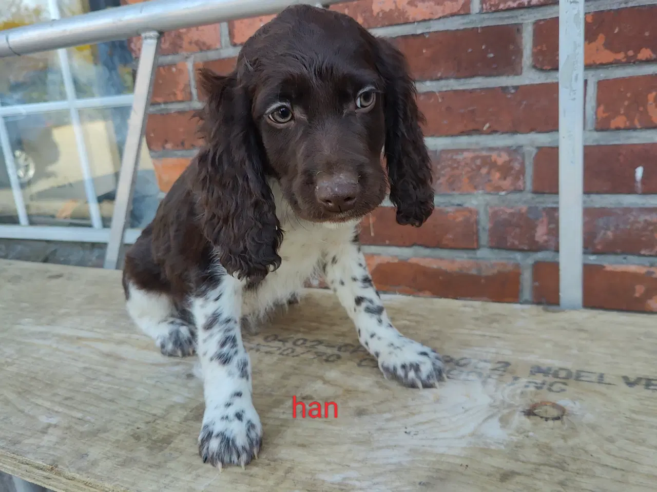 Billede 7 - Familiehunde/Jagthunde kleiner Münstländer 