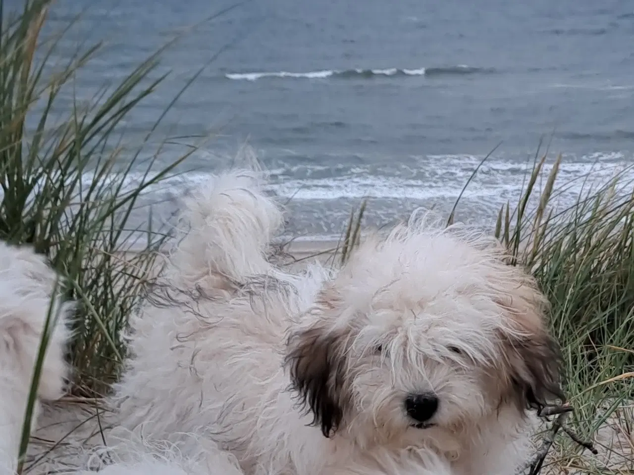 Billede 1 - Coton de tulear unghunf