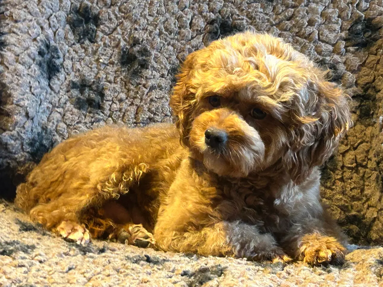 Billede 20 - Mini Cavapoo F2