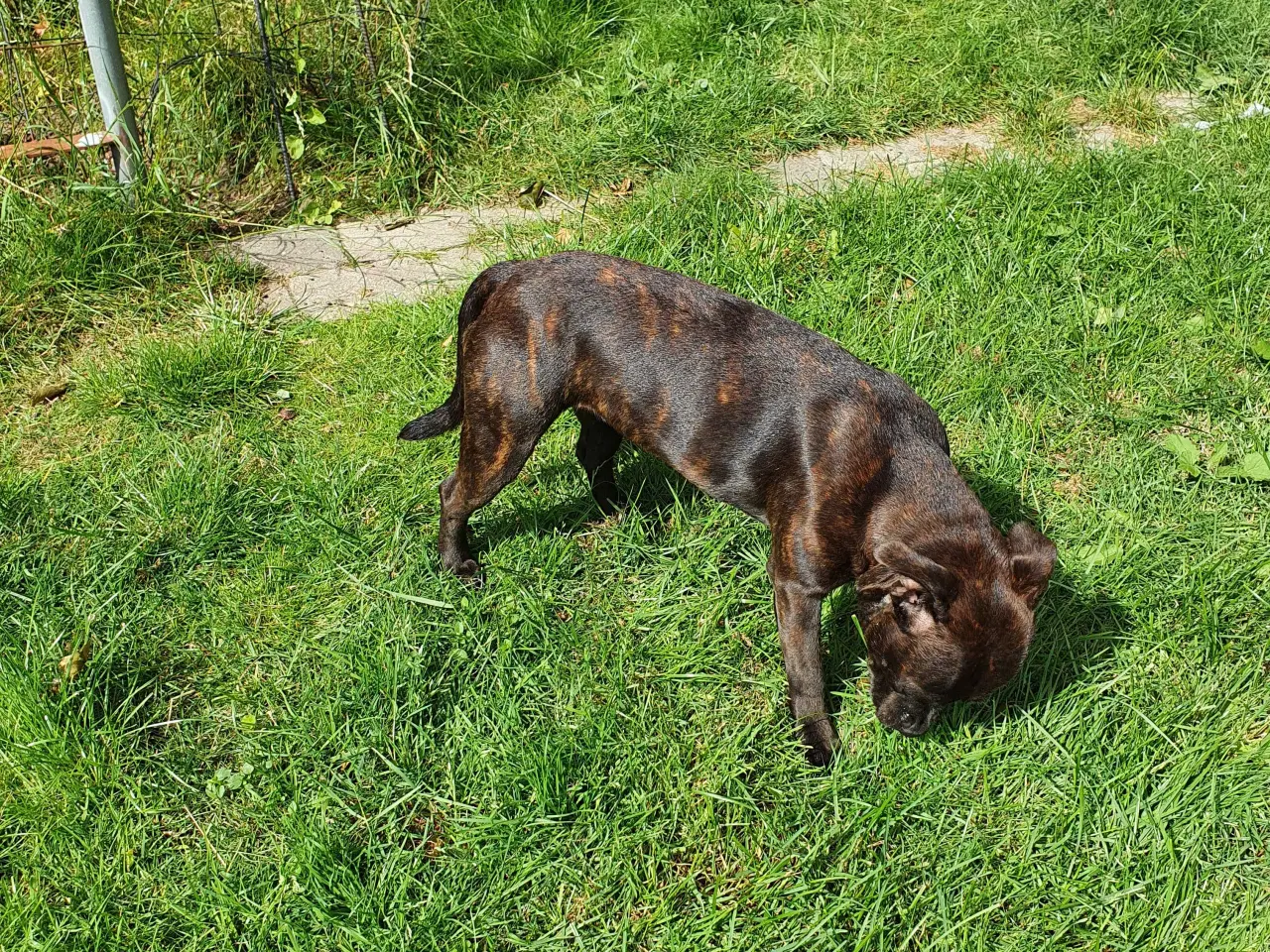 Billede 4 - Staffordshire bull terrie 