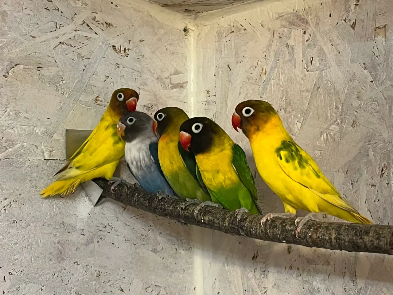 Billede 1 - Sorthovedet Dværgpapegøjer 